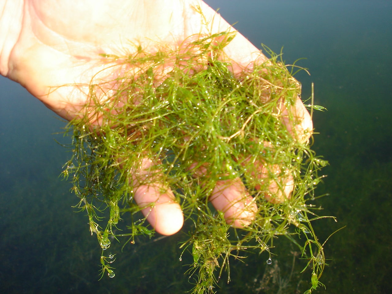 Submersed Aquatic Plants Outdoor Alabama